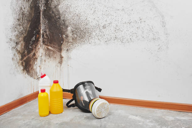Best Mold Testing and Removal  in Lone Jack, MO
