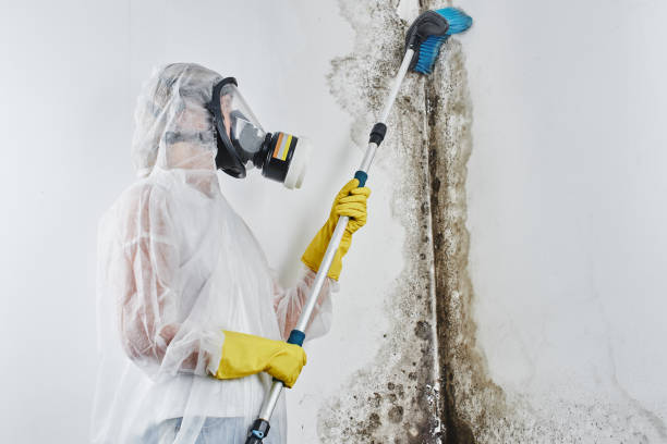 Best Home Mold Removal  in Lone Jack, MO