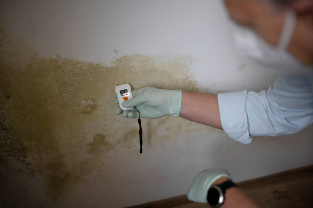 Best Local Mold Removal Service  in Lone Jack, MO
