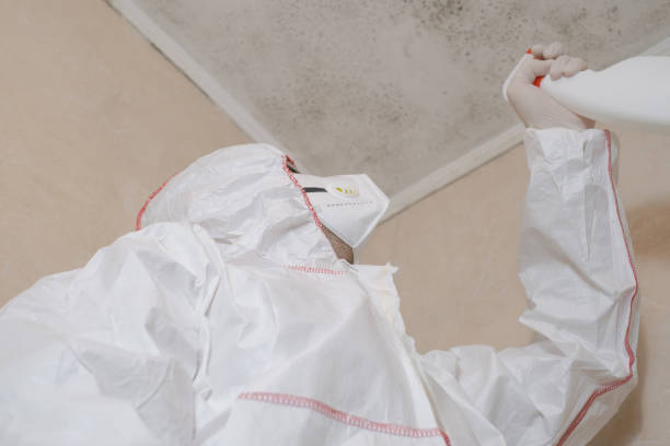 Best Mold Removal and Inspection  in Lone Jack, MO
