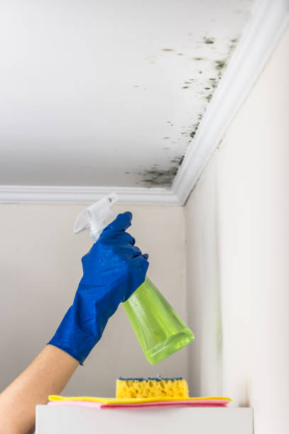 Best Certified Mold Removal  in Lone Jack, MO