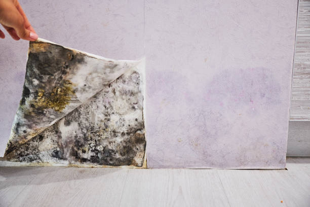 Office Mold Removal Services in Lone Jack, MO
